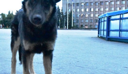 «Собачья» жизнь бродячих домашних животных: как эту проблему можно решить в Славянске