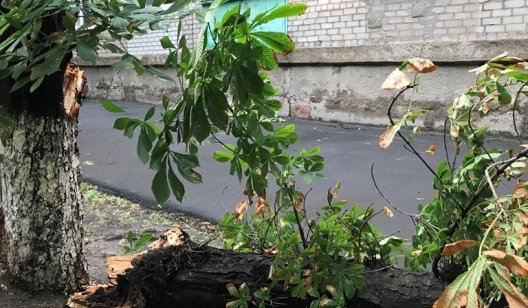 В самом центре Славянска рухнуло дерево на тротуар