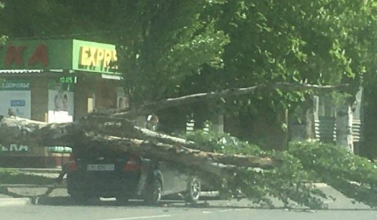В центре Славянска на автомобиль упал большой тополь