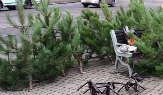 Где в Славянске можно купить ёлку"по-белому": список точек продаж