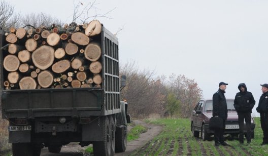 До трёх лет тюрьмы: в Славянске задержаны лесорубы