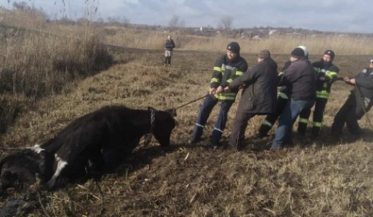 В Славянске спасли корову