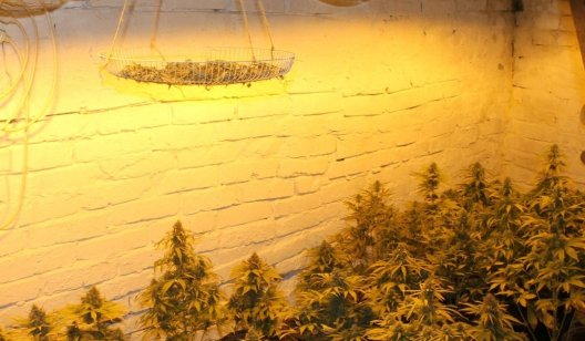 4,5 кг наркотика "для себя": в Славянске обнаружен особо крупный производитель наркотических веществ