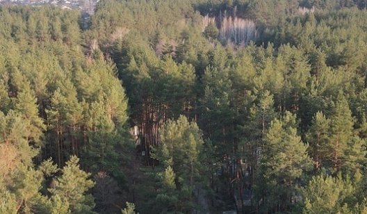 Навесні на Донеччині почнуть відновлювати ліси