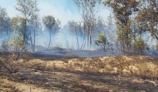 На Луганщине огонь подходит к заминированным окрестностям села