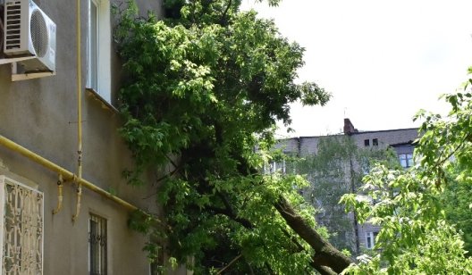 В центре Славянска дерево упало прямо в квартиру: подробности